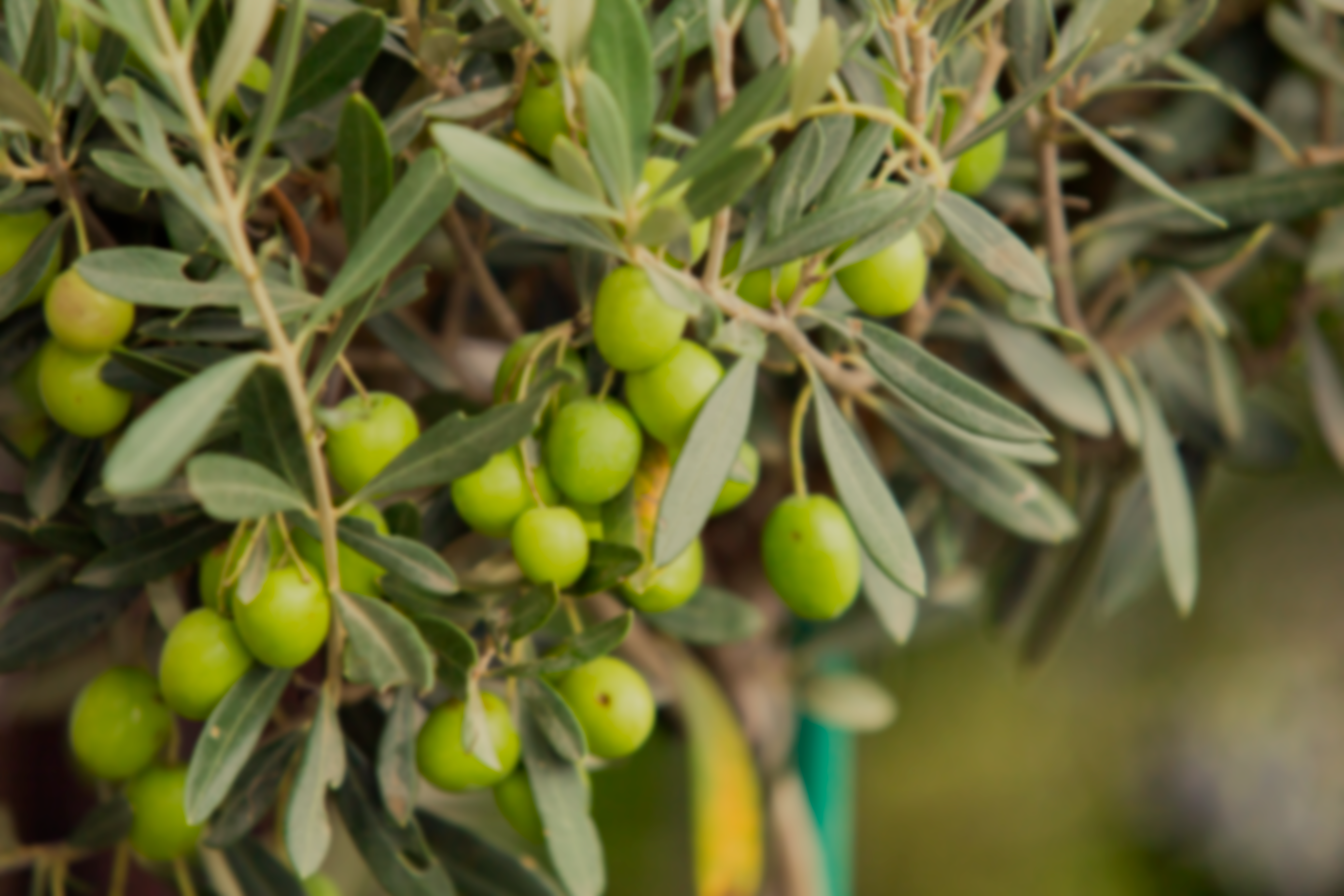 olive-tree-brunch